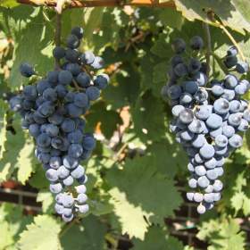 Foto inzerátu Sazenice vinné révy osrůda Dornfelder