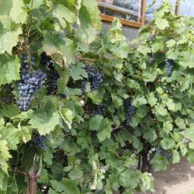 Foto inzerátu Sazenice vinné révy osrůda Dornfelder