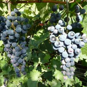 Foto inzerátu Sazenice vinné révy osrůda Dornfelder