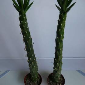 Foto inzerátu Mrazuvzdorné Opuncie