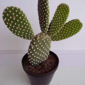 Foto inzerátu Mrazuvzdorné Opuncie