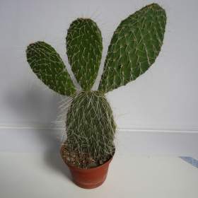 Foto inzerátu Mrazuvzdorné Opuncie