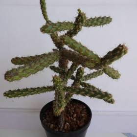 Foto inzerátu Mrazuvzdorné Opuncie