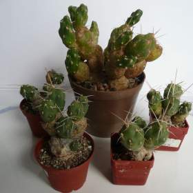 Foto inzerátu Mrazuvzdorné Opuncie