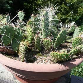 Foto inzerátu Mrazuvzdorné Opuncie