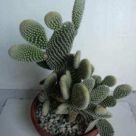 Foto inzerátu Mrazuvzdorné Opuncie