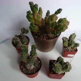 Foto inzerátu Mrazuvzdorné Opuncie