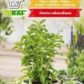 Stévie sladká (semena) / 19372282