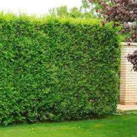 Foto inzerátu AKCE: Kouzelný (zázračný) živý plot - Jilm sibiřský - bezkonkurenční cena!