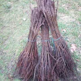 Foto inzerátu AKCE: Kouzelný (zázračný) živý plot - Jilm sibiřský - bezkonkurenční cena!