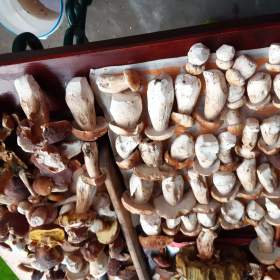 Foto inzerátu SUŠENÉ HŘÍBKY A NAKLÁDANÉ HŘÍBKY