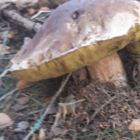 Foto inzerátu SUŠENÉ HŘÍBKY A NAKLÁDANÉ HŘÍBKY