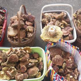 Foto inzerátu SUŠENÉ HŘÍBKY A NAKLÁDANÉ HŘÍBKY