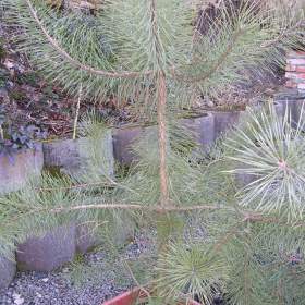 Prodej Borovice lesní/Pinus sylvestris/ / 19380310