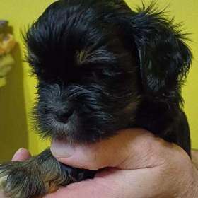 Lhasa Apso s PP / 19382067