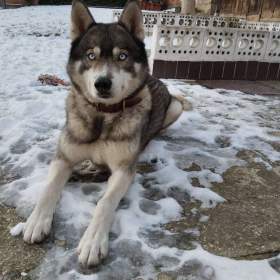 Foto inzerátu Husky ke krytí