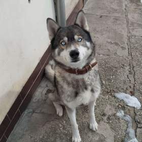 Husky ke krytí  / 19388707
