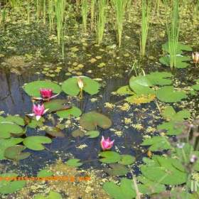 Foto inzerátu vodní rostliny bahenní rostliny
