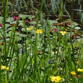 Foto inzerátu vodní rostliny bahenní rostliny