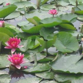 Foto inzerátu vodní rostliny bahenní rostliny