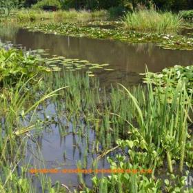 Foto inzerátu vodní rostliny bahenní rostliny