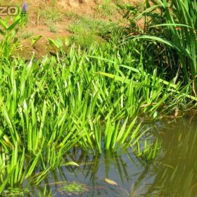 Foto inzerátu vodní rostliny bahenní rostliny