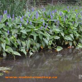 Foto inzerátu vodní rostliny bahenní rostliny