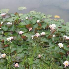 Foto inzerátu vodní rostliny bahenní rostliny