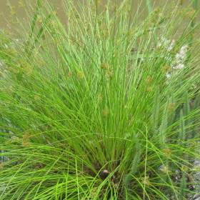 Foto inzerátu vodní rostliny bahenní rostliny