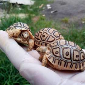 Foto inzerátu SUCHOZEMSKÉ ŽELVY PARDÁLÍ – vlastní odchov!