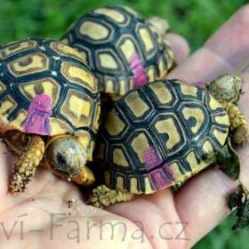 Foto inzerátu SUCHOZEMSKÉ ŽELVY PARDÁLÍ – vlastní odchov!