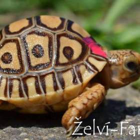 Foto inzerátu SUCHOZEMSKÉ ŽELVY PARDÁLÍ – vlastní odchov!