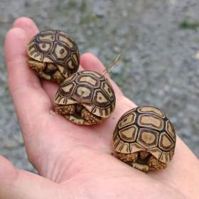 Foto inzerátu SUCHOZEMSKÉ ŽELVY PARDÁLÍ – vlastní odchov!