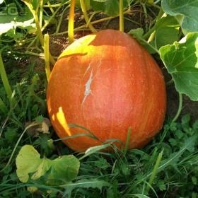 Foto inzerátu Plastové kelímky na sazenice  - DARUJI