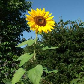 Foto inzerátu Plastové kelímky na sazenice  - DARUJI