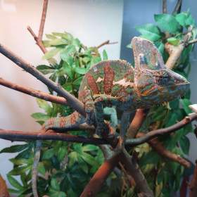 Chameleon jemenský včetně terária a příslušenství / 19397576