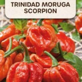 Chilli paprička, Trinidad moruga scorpion (semena) / 19406173