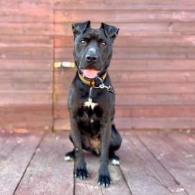 MUFFY -  24 kg, kastrovaná fenečka 3 roky / 19409812