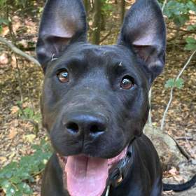 MUFFY -  24 kg, kastrovaná fenečka 3 roky / 19409812