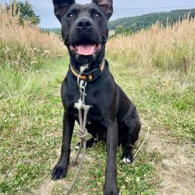 Foto inzerátu MUFFY - 24 kg, kastrovaná fenečka 3 roky