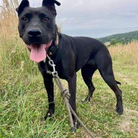 Foto inzerátu MUFFY - 24 kg, kastrovaná fenečka 3 roky