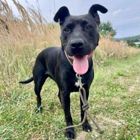 Foto inzerátu MUFFY - 24 kg, kastrovaná fenečka 3 roky