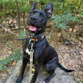 Foto inzerátu MUFFY - 24 kg, kastrovaná fenečka 3 roky