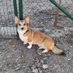 Welsh Corgi Pembroke / 19418788