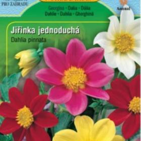 Jiřinka jednoduchá, mix (semena) / 19419375