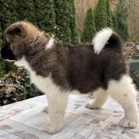 Americká Akita štěňátka s PP / 19424694