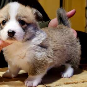 Welsh corgi pembroke s PP  / 19426175