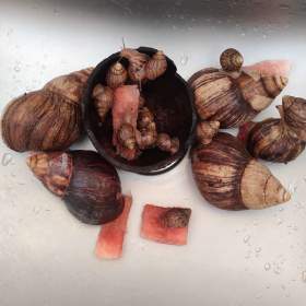 Fotka k inzerátu ŠNEK AFRICKÝ immaculata / 19619022