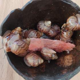 Foto inzerátu ŠNEK AFRICKÝ  immaculata