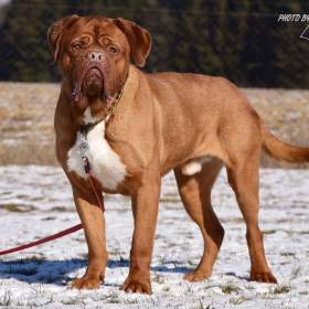 Darujeme psa bordeauxské dogy / 19432012